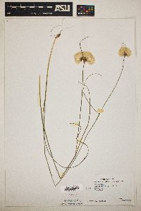 Eriophorum virginicum image