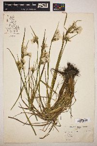 Eriophorum viridicarinatum image