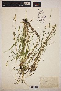 Carex argyrantha image