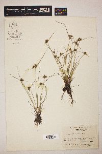 Cyperus neotropicalis image