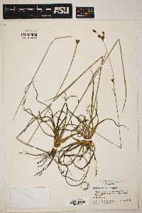 Rhynchospora megalocarpa image