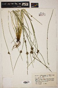 Schoenoplectiella smithii image