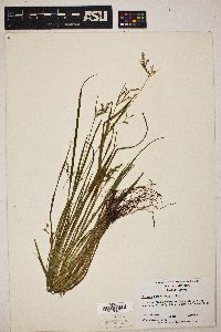 Scleria reticularis image