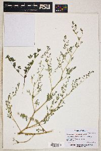 Chamaesyce hyssopifolia image