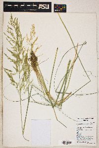 Eragrostis curvula image