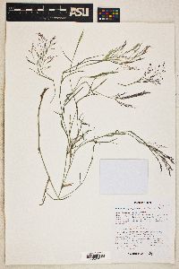 Muhlenbergia porteri image