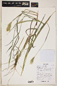 Bothriochloa barbinodis image