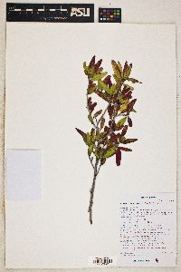 Sebastiania bilocularis image