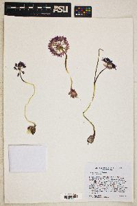 Allium atrorubens var. atrorubens image