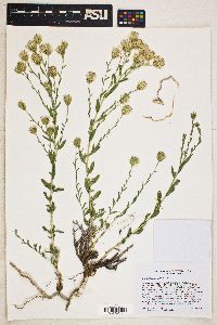 Brickellia oblongifolia image