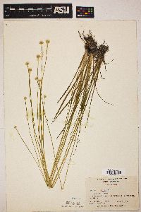 Eriocaulon decangulare image