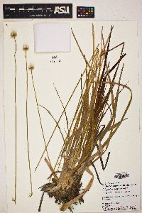 Eriocaulon decangulare image