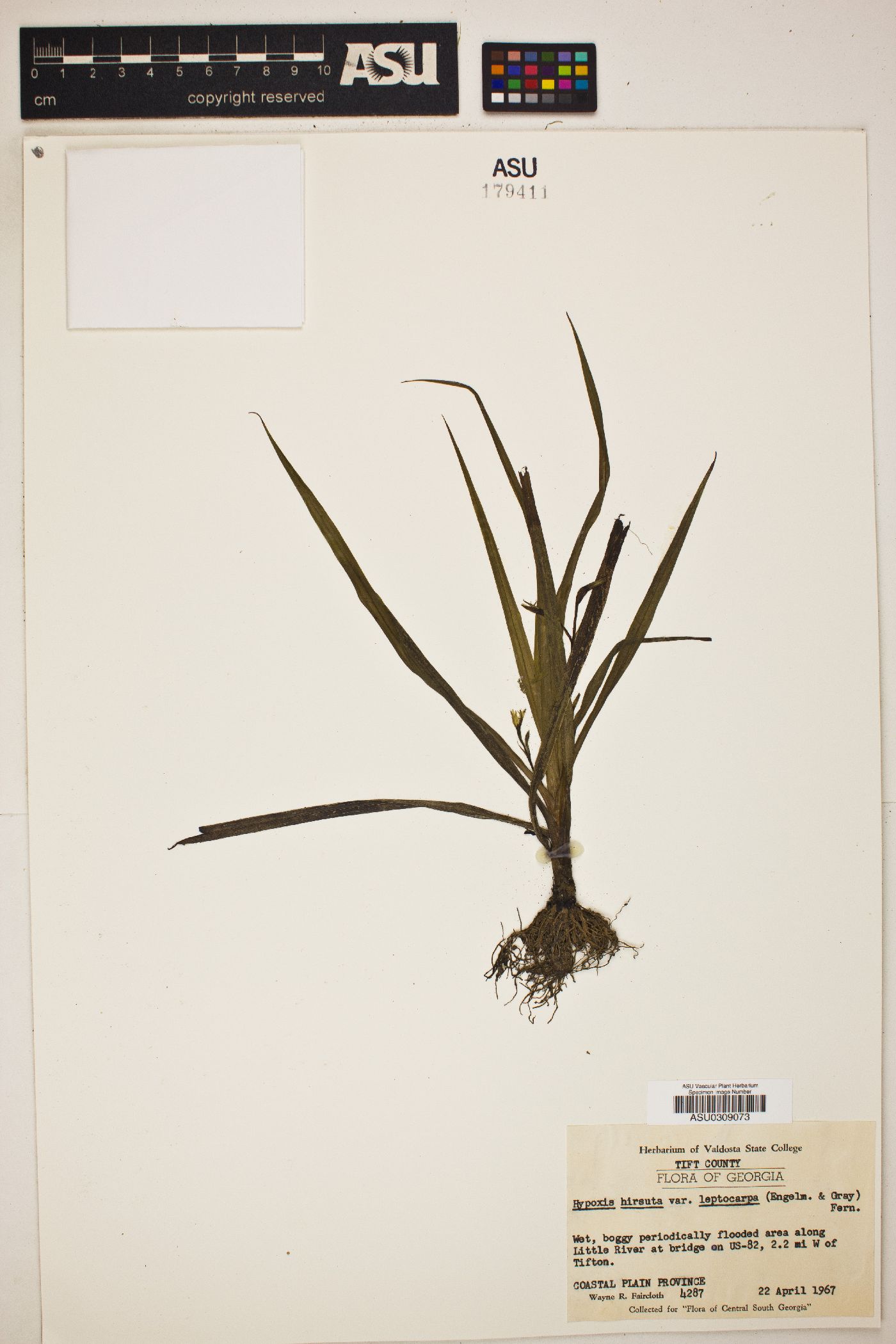 Hypoxis hirsuta var. leptocarpa image