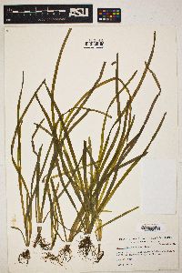 Vallisneria americana image