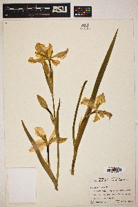 Iris fulva image