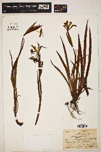 Iris longipetala image