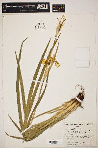 Iris missouriensis image