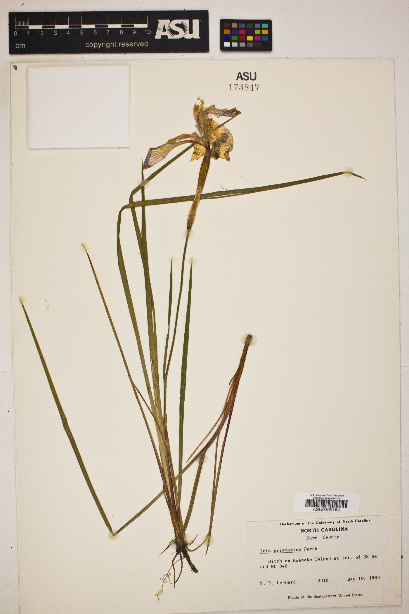 Iris prismatica image