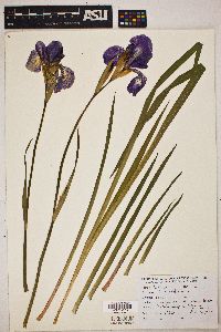 Iris sibirica image