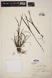 Sisyrinchium atlanticum image