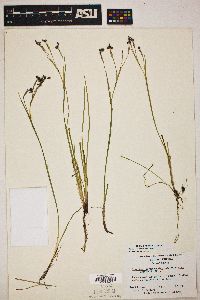 Sisyrinchium atlanticum image