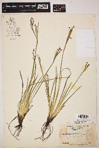 Sisyrinchium atlanticum image