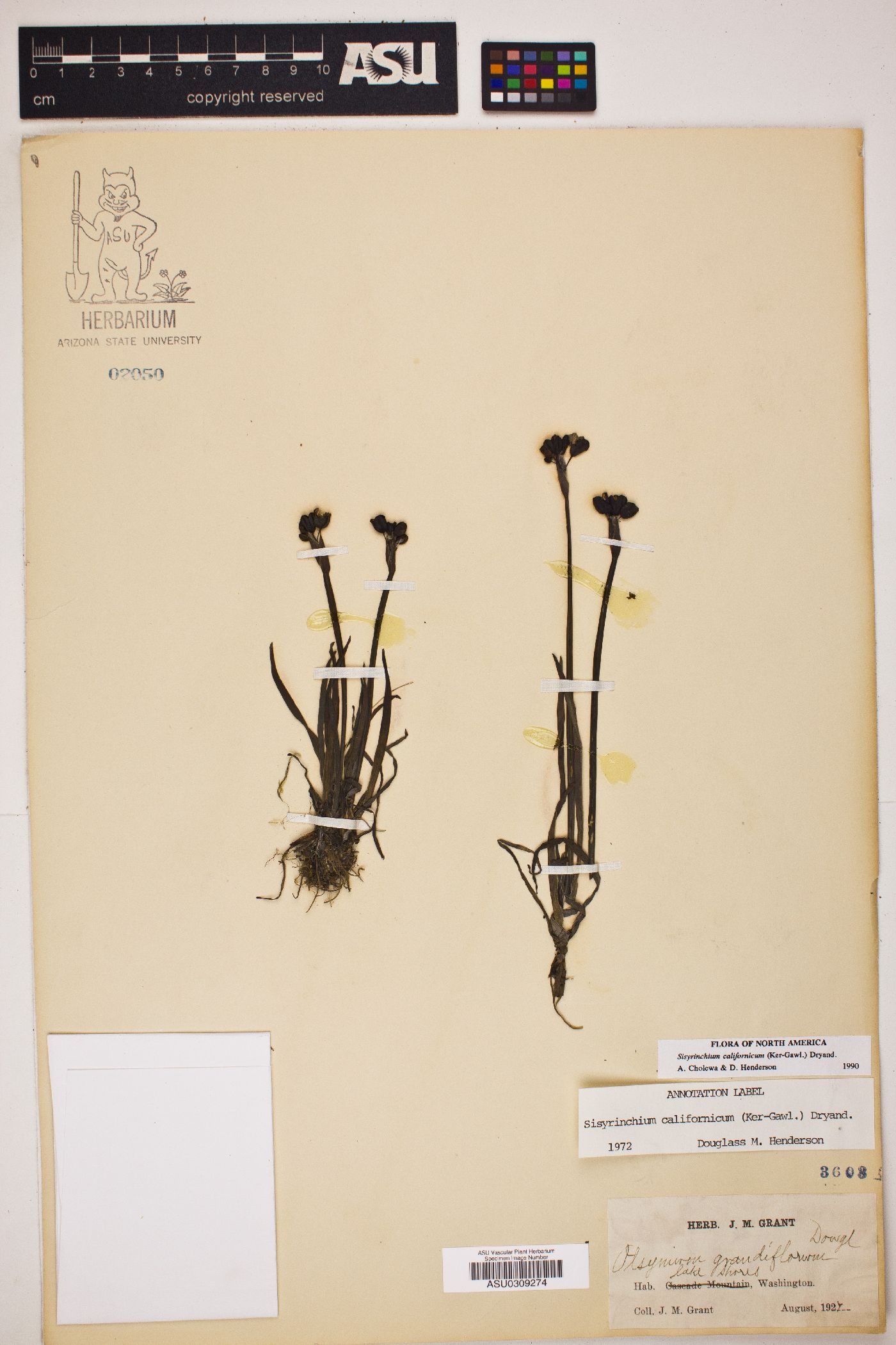 Sisyrinchium californicum image