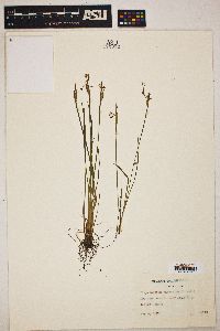 Sisyrinchium campestre image