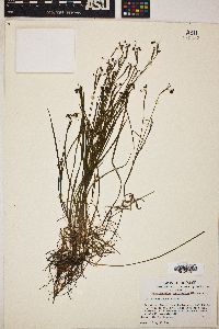 Sisyrinchium mucronatum image