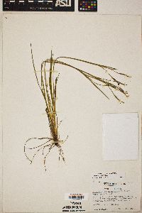 Sisyrinchium nashii image