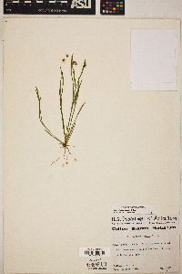 Sisyrinchium rosulatum image