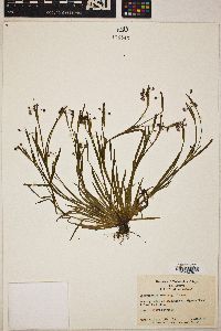 Sisyrinchium rosulatum image