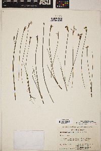 Sisyrinchium sagittiferum image