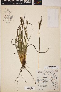 Sisyrinchium xerophyllum image