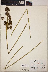 Juncus acutus subsp. leopoldii image