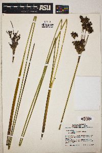 Juncus acutus subsp. leopoldii image