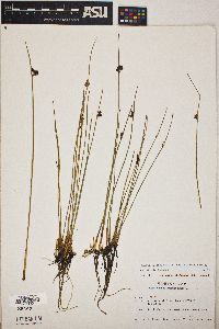 Juncus arcticus subsp. alaskanus image