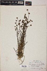 Juncus articulatus image