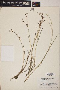 Juncus articulatus image