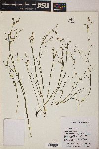 Juncus articulatus image