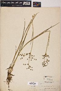 Juncus articulatus image