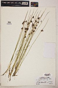 Juncus balticus subsp. ater image