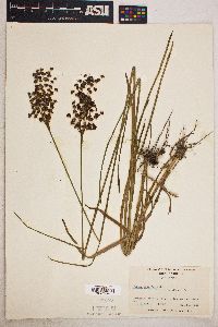 Juncus biflorus image