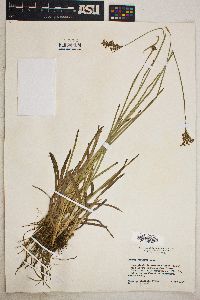 Juncus biflorus image