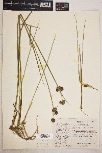 Juncus bolanderi image