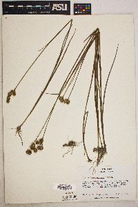 Juncus brachycarpus image