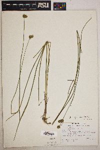 Juncus brachycarpus image