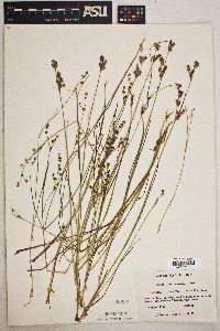 Juncus brevicaudatus image