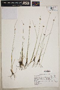 Juncus confusus image