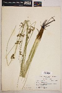 Juncus coriaceus image